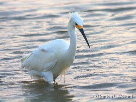 Egret Hunting_32693.jpg - Snowy Egret (Egretta thula) photographed along the Gulf coast near Port Lavaca, Texas, USA.